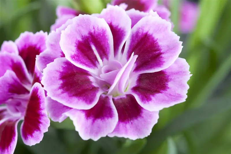 Dianthus - afbeelding 4