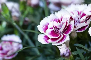 Odessa® 'Amy'