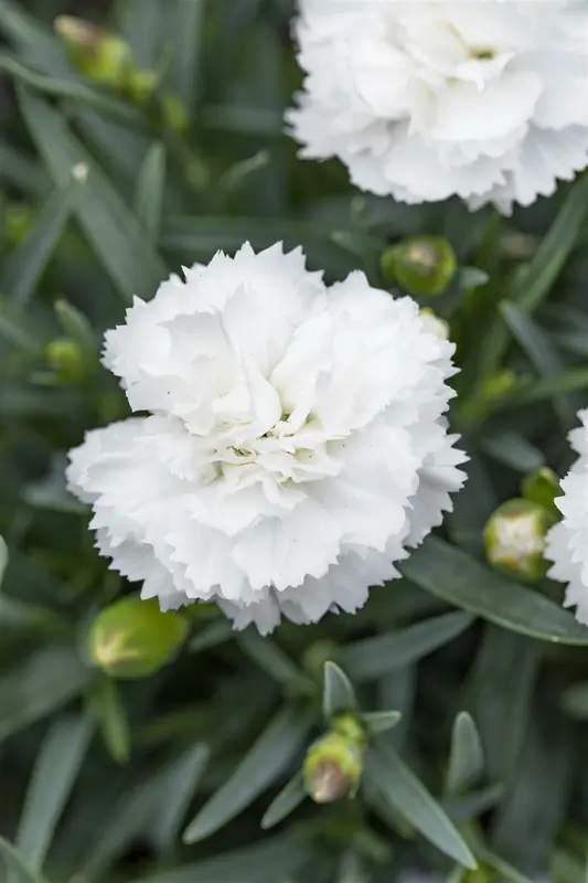 Dianthus (p) 'Albus Plenus' P9
