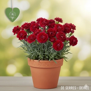 Dianthus plumarius 'Desmond' P9