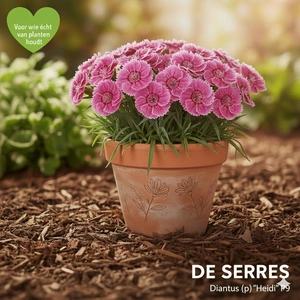 Dianthus plumarius 'Heidi' P9