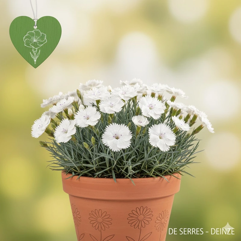 Dianthus plumarius 'Mrs. Sinkins' P9