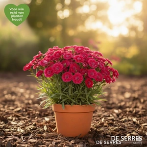 Dianthus plumarius 'Rachel' P9