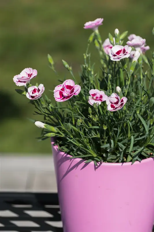 Sunflor® 'Charmy' - afbeelding 2