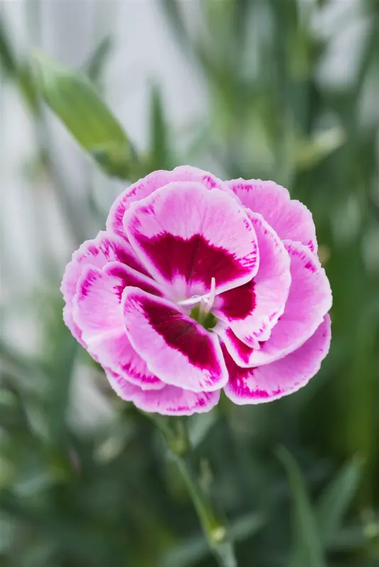 Sunflor® 'Charmy' - afbeelding 5