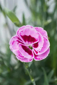 Sunflor® 'Charmy' - afbeelding 5