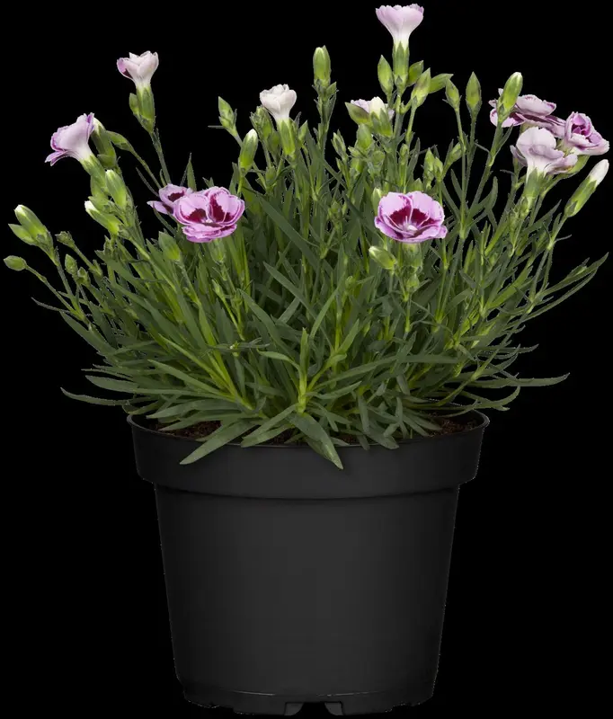 Sunflor® 'Charmy' - afbeelding 1