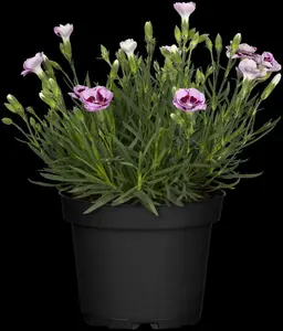 Sunflor® 'Charmy' - afbeelding 1