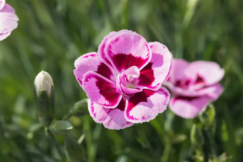 Sunflor® 'Charmy' - afbeelding 4