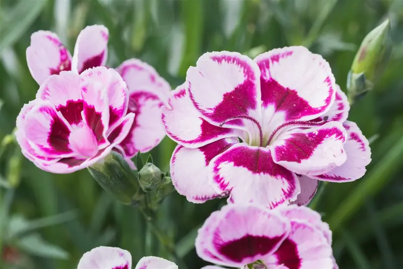 Sunflor® 'Charmy' - afbeelding 3