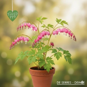 Dicentra spectabilis 'Pink Diamond' P9