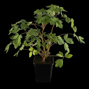 spectabilis - afbeelding 6
