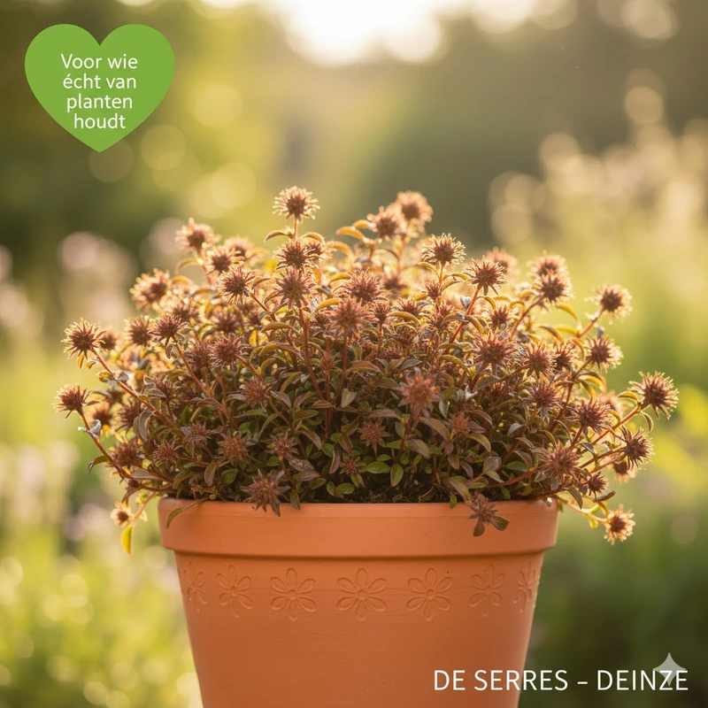 Acaena microphylla 'Dichte Matte' P9