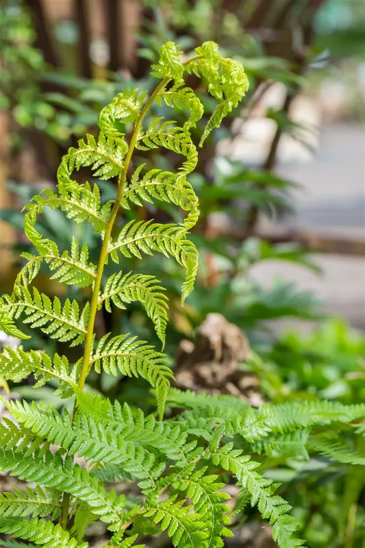 Dicksonia antarctica C10 - afbeelding 1