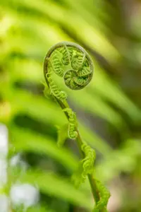 Dicksonia antarctica C20 - afbeelding 3