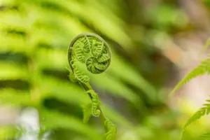 Dicksonia antarctica C20 - afbeelding 2