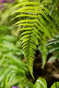 Dicksonia antarctica STAM/ 20-30  C45 - afbeelding 4