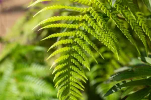 Dicksonia antarctica STAM/ 20-30  C45 - afbeelding 5