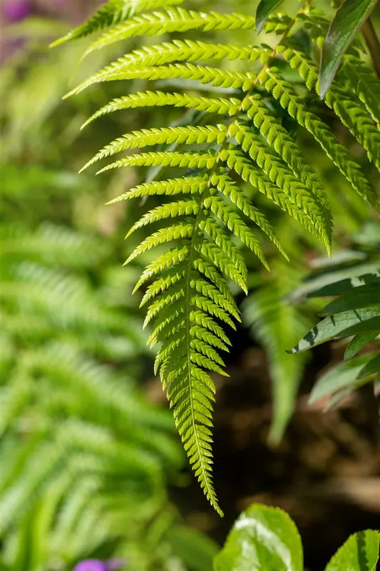 Dicksonia antarctica STAM/ 50-60  C90 - afbeelding 4