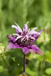 monarda didyma P9 - afbeelding 4