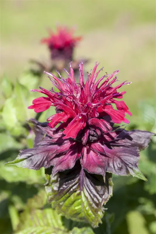 monarda didyma P9 - afbeelding 2