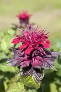 monarda didyma P9 - afbeelding 2