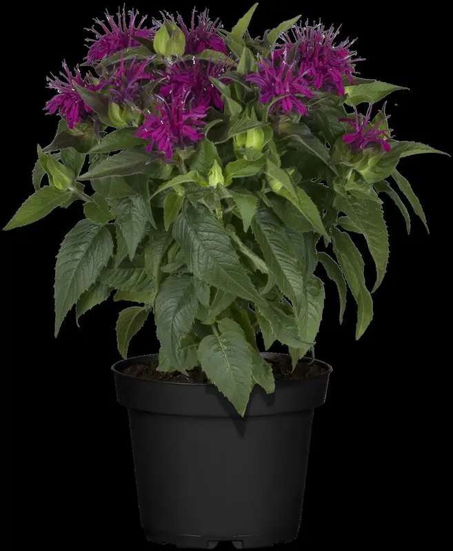monarda didyma P9 - afbeelding 4