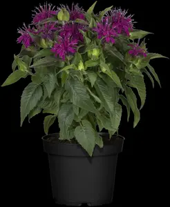 monarda didyma P9 - afbeelding 4
