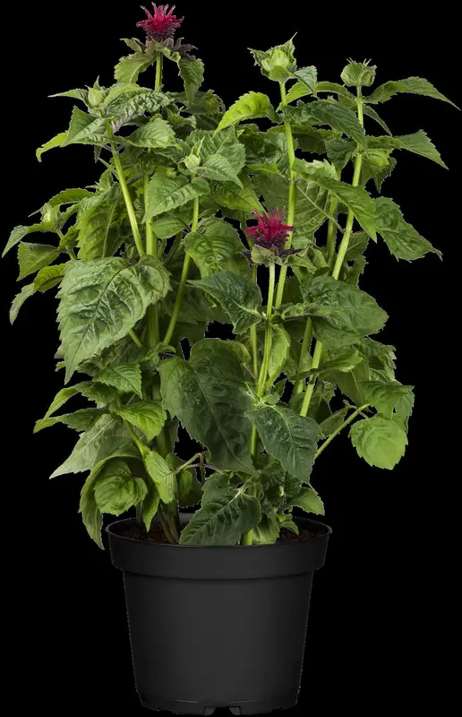 monarda didyma P9 - afbeelding 3