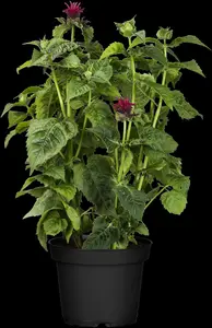 monarda didyma P9 - afbeelding 3