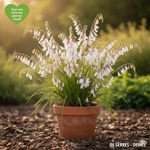 Dierama pulcherrimum 'Album' P9