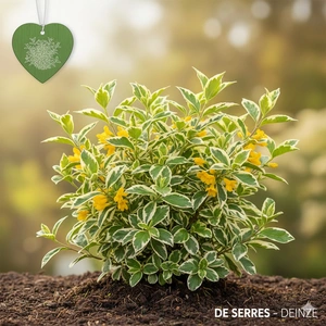 Diervilla sessilifolia 'Cool Splash' C (30- 40)