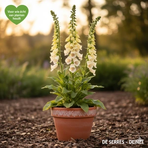 Digitalis grandiflora 'Carillion' P9