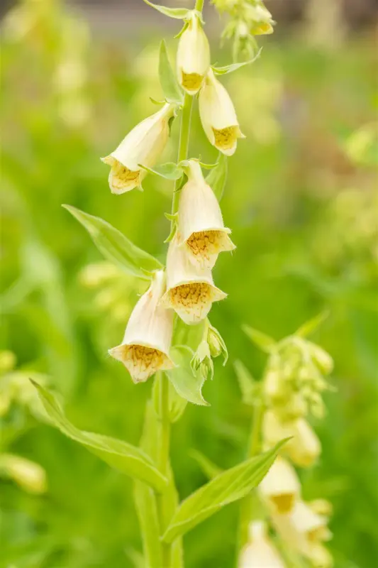 grandiflora - afbeelding 3
