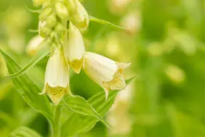 grandiflora - afbeelding 4