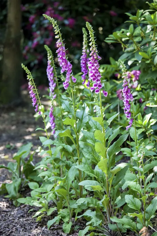 Digitalis hybr. 'Spice Island'® P9