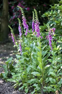 Digitalis hybr. 'Spice Island'® P9