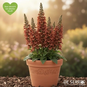 Digitalis parviflora P9