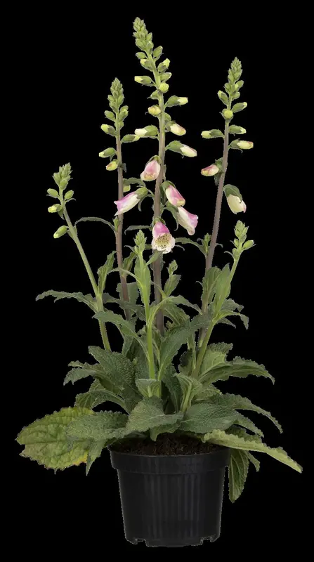 Digitalis purp. 'Panther' P9