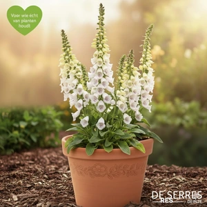 Digitalis purpurea 'Snow Thimble' P9