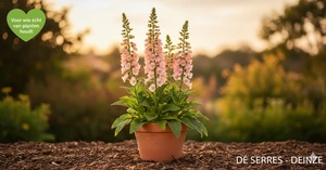 Digitalis purpurea 'Suttons Apricot' P9