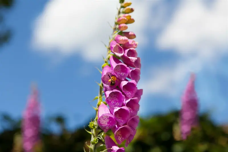 Digitalis purpurea 'Monstrosa' P9 - afbeelding 1