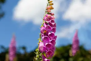 Digitalis purpurea 'Monstrosa' P9 - afbeelding 1