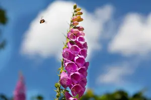 Digitalis purpurea 'Monstrosa' P9 - afbeelding 2