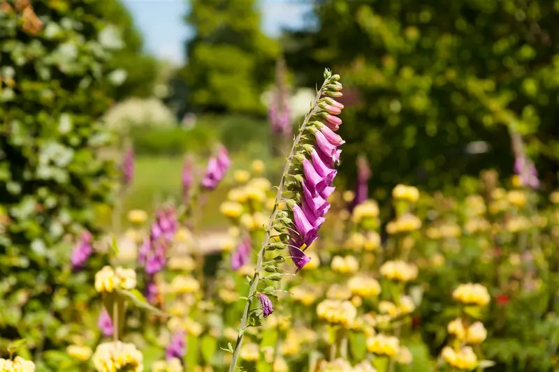 Digitalis purpurea 'Monstrosa' P9 - afbeelding 3