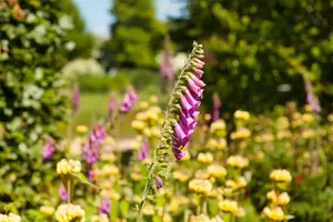 Digitalis purpurea 'Monstrosa' P9 - afbeelding 3