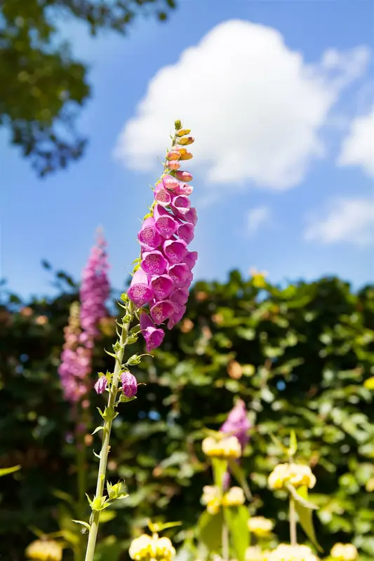 purpurea - afbeelding 9