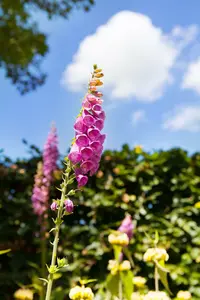 purpurea - afbeelding 9