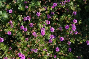 Dilys - afbeelding 2