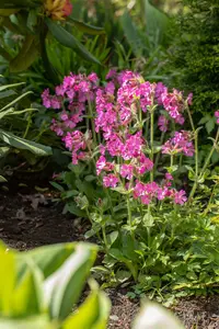 silene dioica P9 - afbeelding 2
